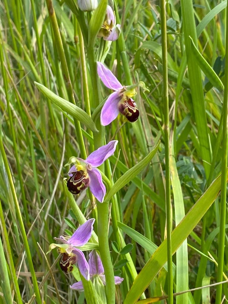 Bee Orchid