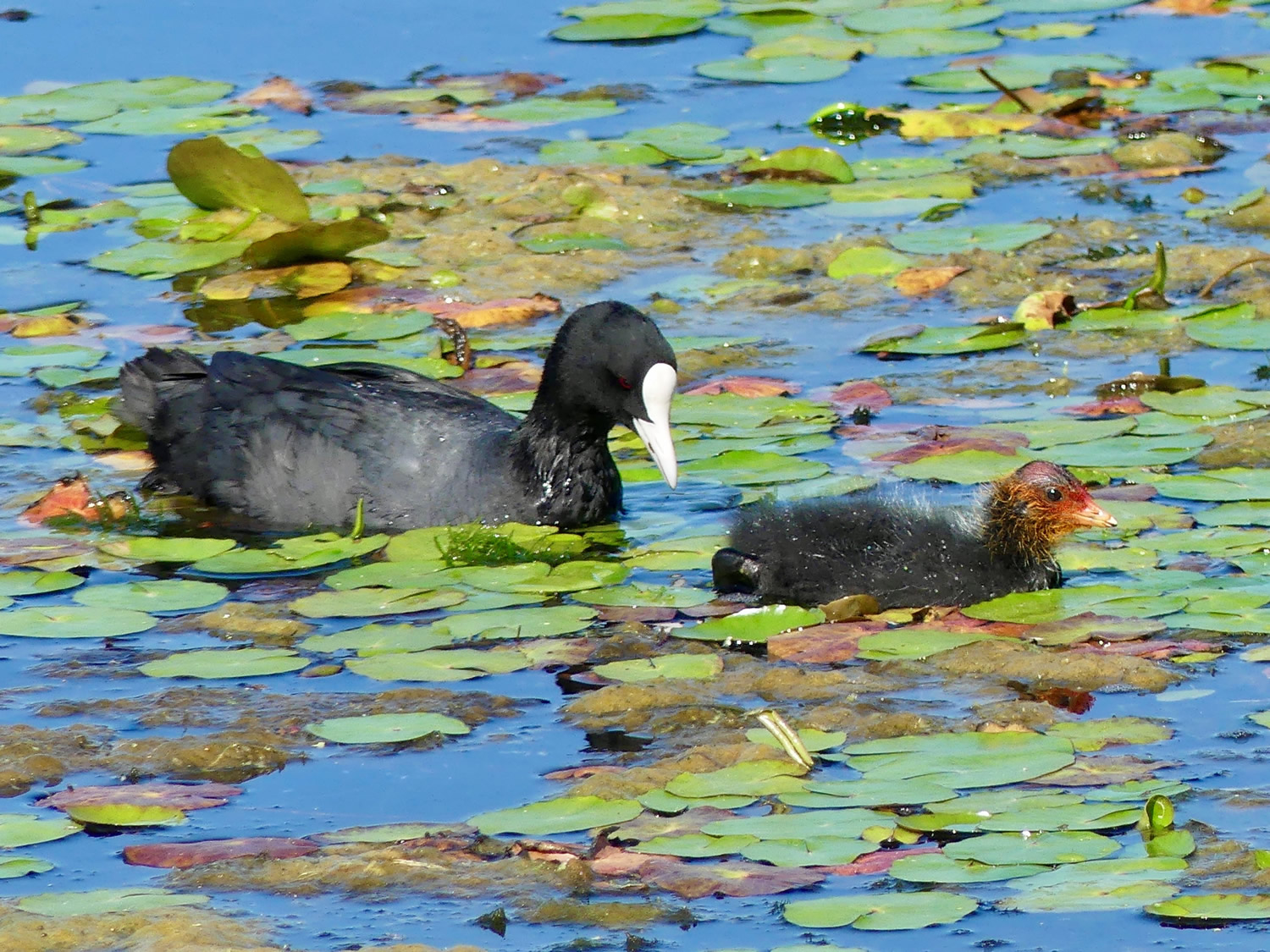 Coot Chicks
