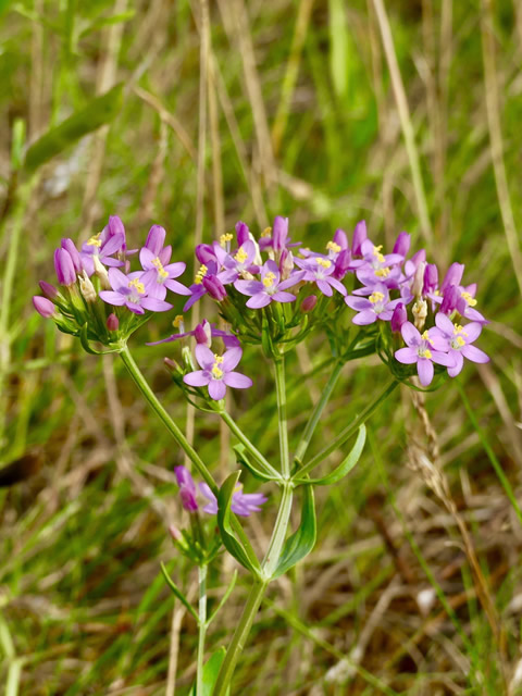 Common Centaury